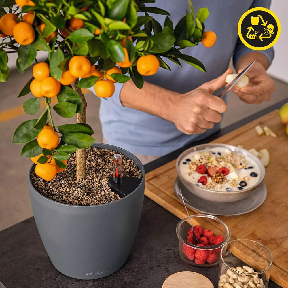 Ein Mann schneidet Obst neben einem Topf mit einer Zwergenorangenpflanze und einer Schale Müsli.