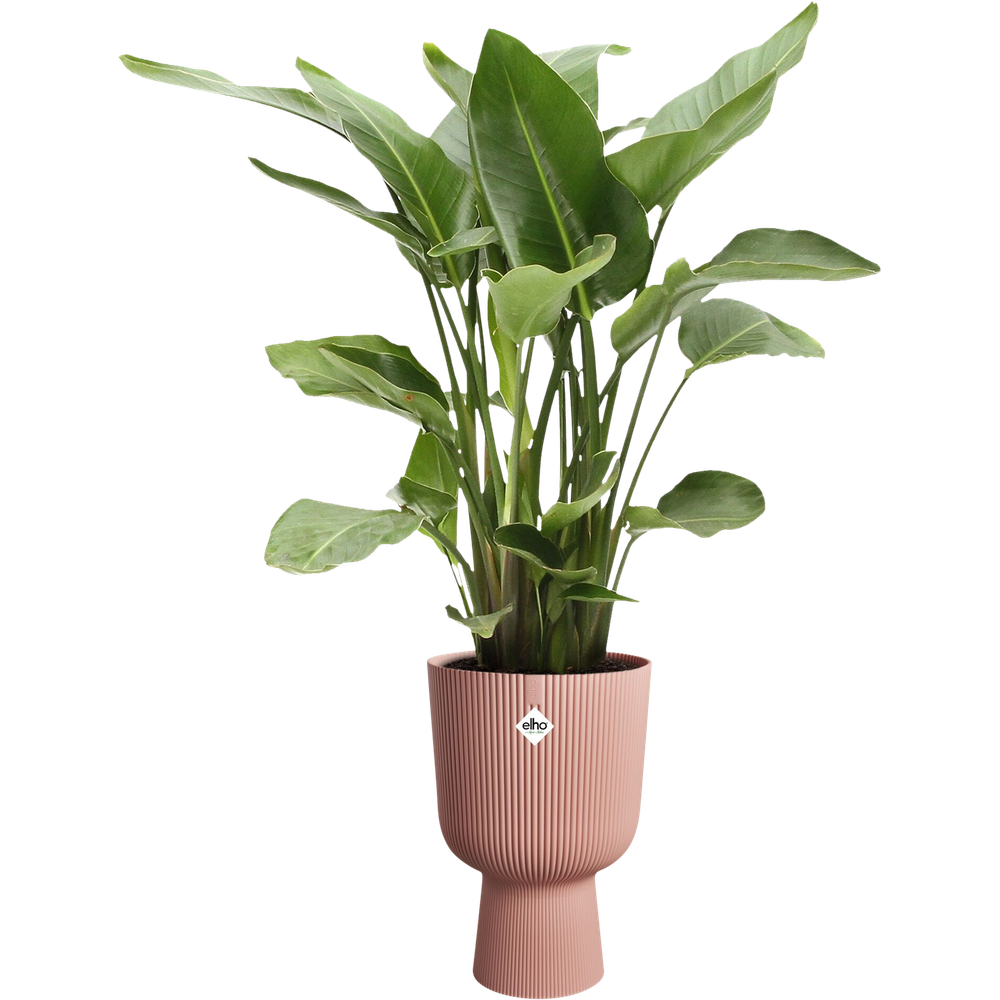 Eine grüne Paradiesvogelpflanze in einem rosa gerippten Topf auf schwarzem Hintergrund.