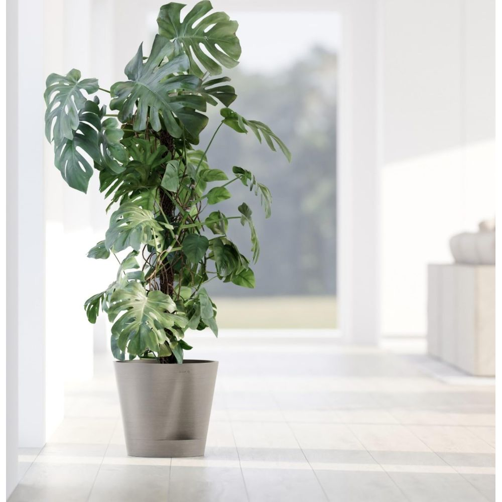 Eine große Monstera-Pflanze in einem grauen Topf steht auf einem hellen Holzboden.