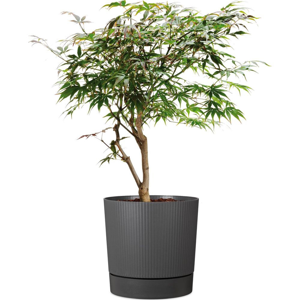 Ein kleiner Baum mit grünen Blättern in einem grauen Topf auf weißem Hintergrund.