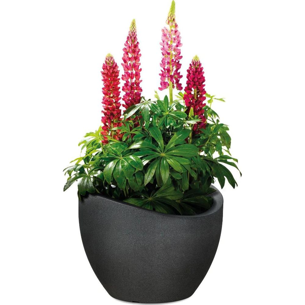 Ein schwarzer Topf hält eine Pflanze mit üppig grünen Blättern und hohen Blütenständen aus rosa und roten Lupinen.