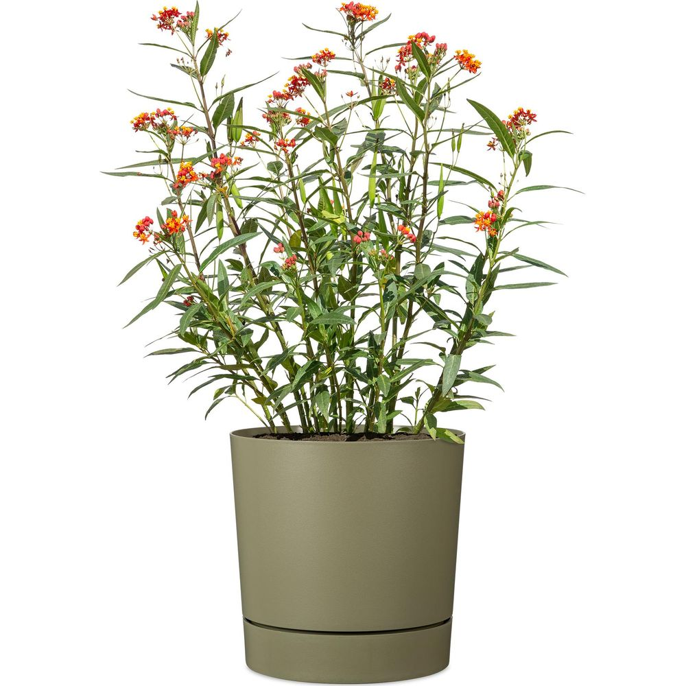 Eine Topfpflanze mit vielen grünen Blättern und kleinen orange-roten Blüten auf weißem Hintergrund.