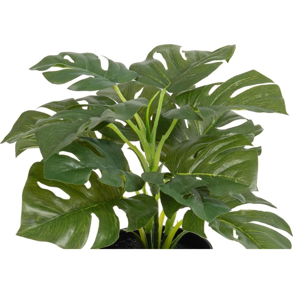 Primo piano di una pianta Monstera verde con grandi foglie divise in un vaso nero.