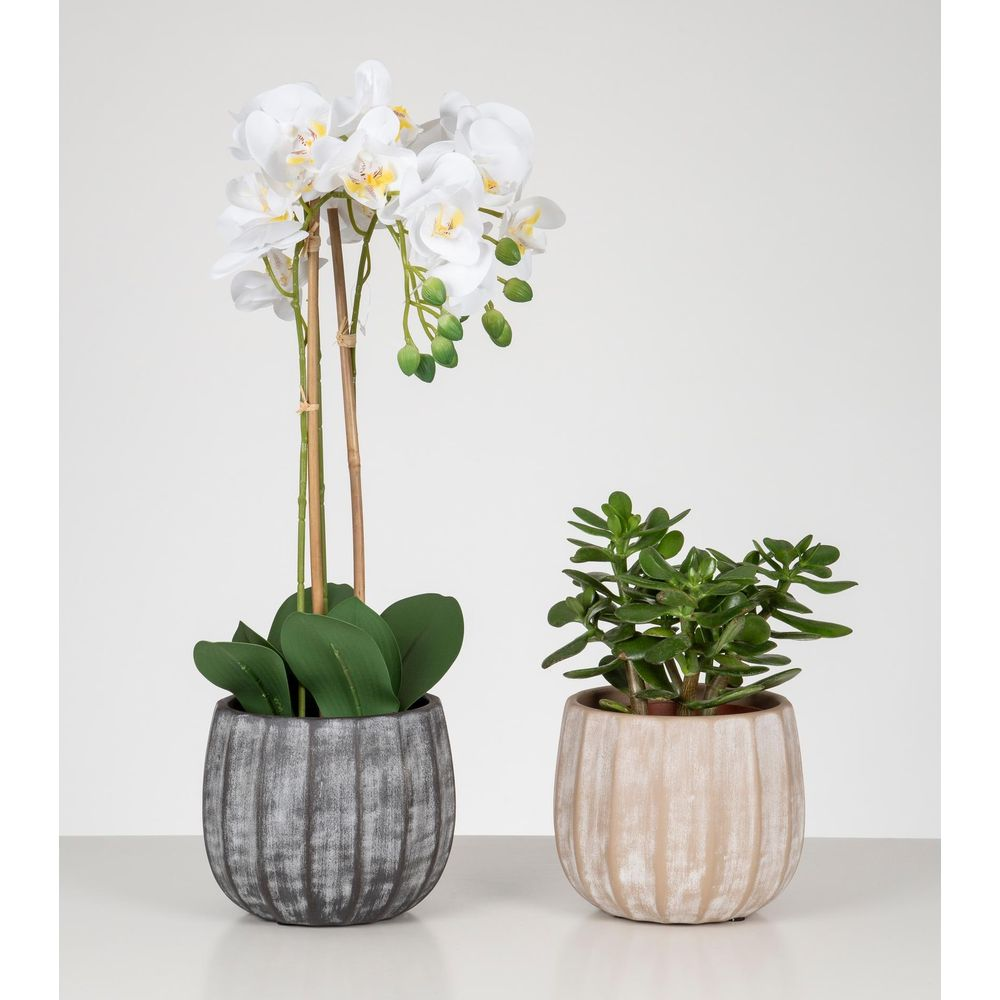 Zwei Topfpflanzen: eine weiße Orchidee in einem grauen Topf und eine Sukkulente in einem beigen Topf.