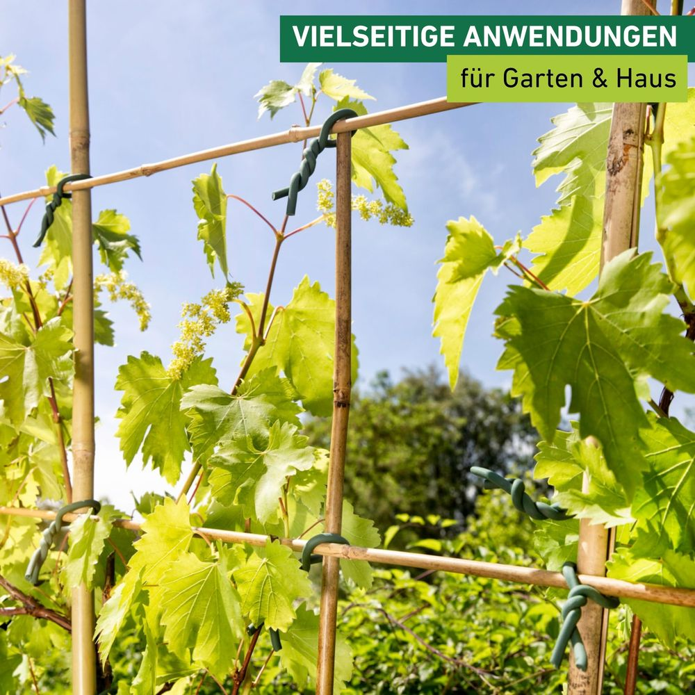 Grüne Weinreben an Bambusstäben mit Kabelbindern befestigt, blauer Himmel.