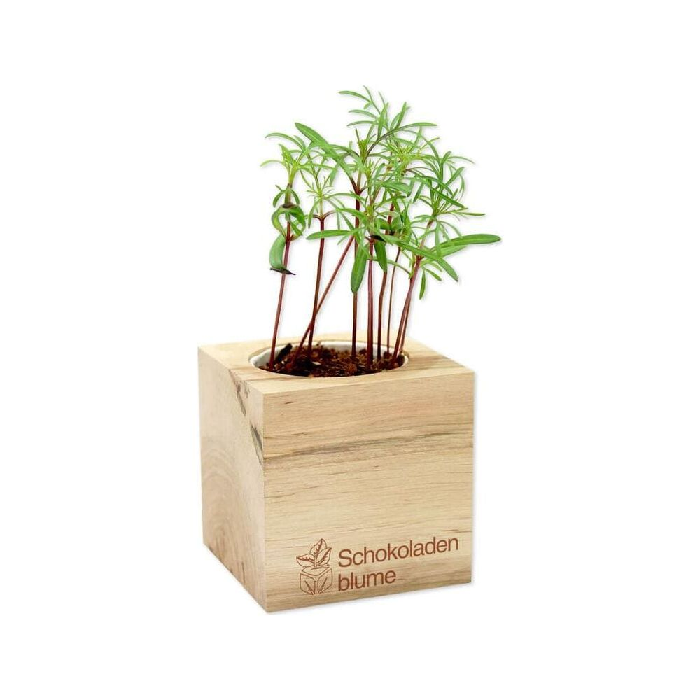 Kleine grüne Pflanzen wachsen in einem Holzwürfel mit der Aufschrift "Schokoladen blume".