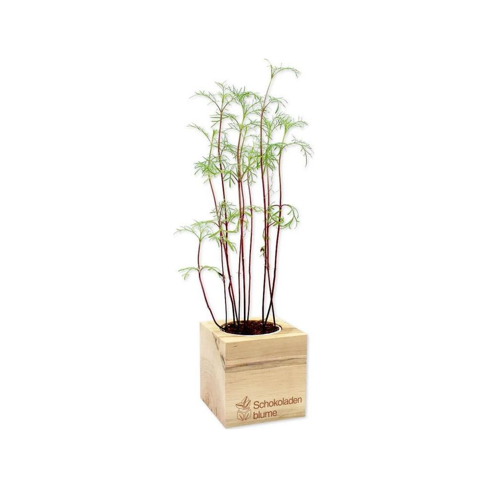 Ein kleiner grüner Keimling in einem Holztopf mit der Aufschrift "Schokoladenblume".