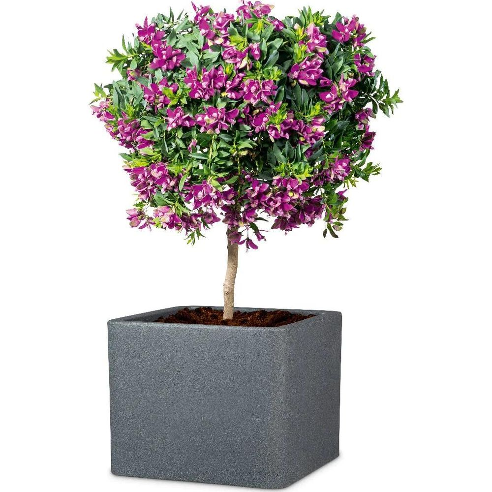 Eine Topfpflanze mit leuchtend violetten Blüten und grünen Blättern steht in einem grauen Vierkanttopf.