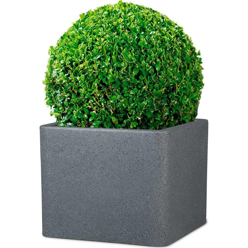 Ein kugelförmiger Buchsbaum in einem grauen Würfelübertopf auf weißem Hintergrund.