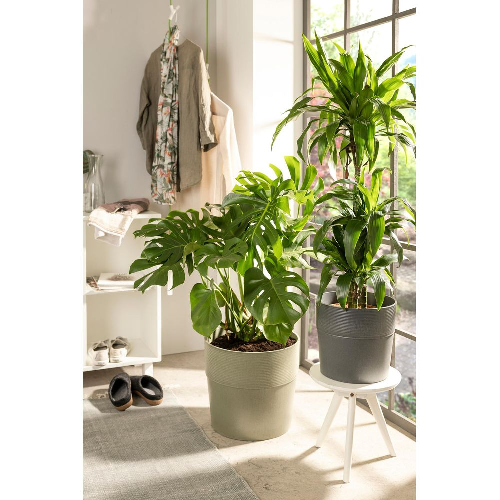 Due piante da interno in vaso, una Monstera e una Dracena, si trovano in una stanza luminosa vicino a una finestra.