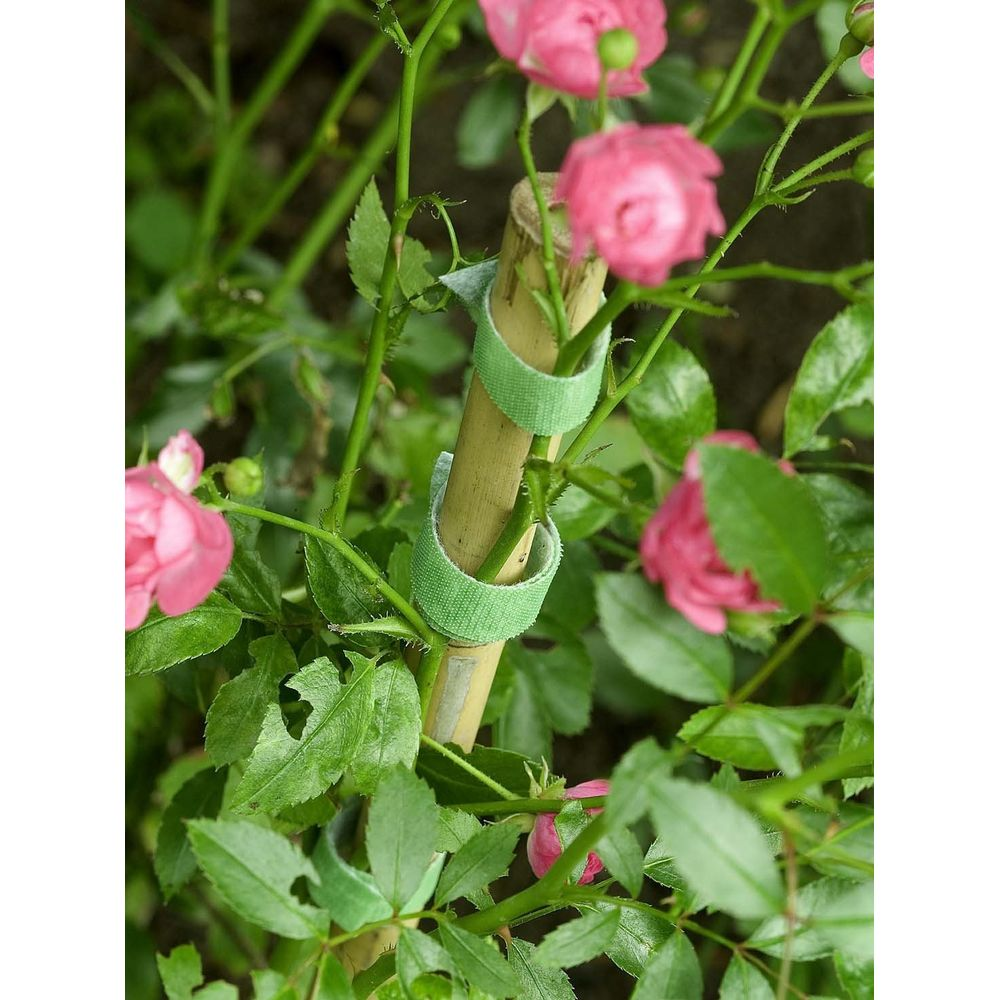 Ein Bambusstab mit zwei grünen Klettbändern stützt eine zarte rosa Rose.