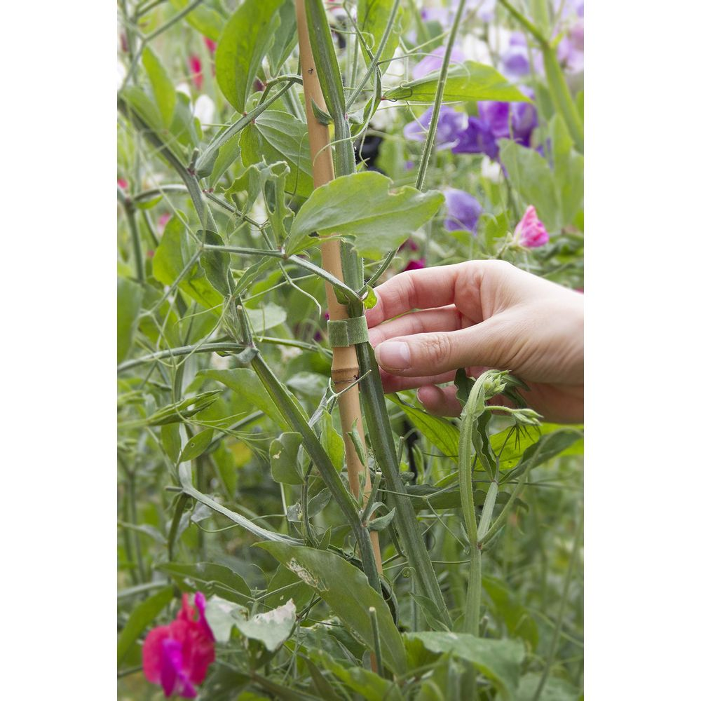 Eine Hand befestigt eine Ranke an einem Bambusstock inmitten von grünen Blättern und lila Blumen.