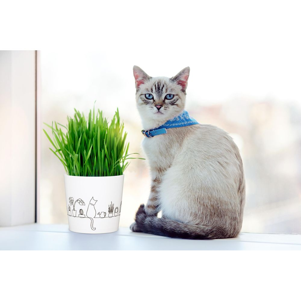 Eine Siamkatze mit blauen Augen sitzt auf einer Fensterbank neben einem Topf mit grünem Gras.
