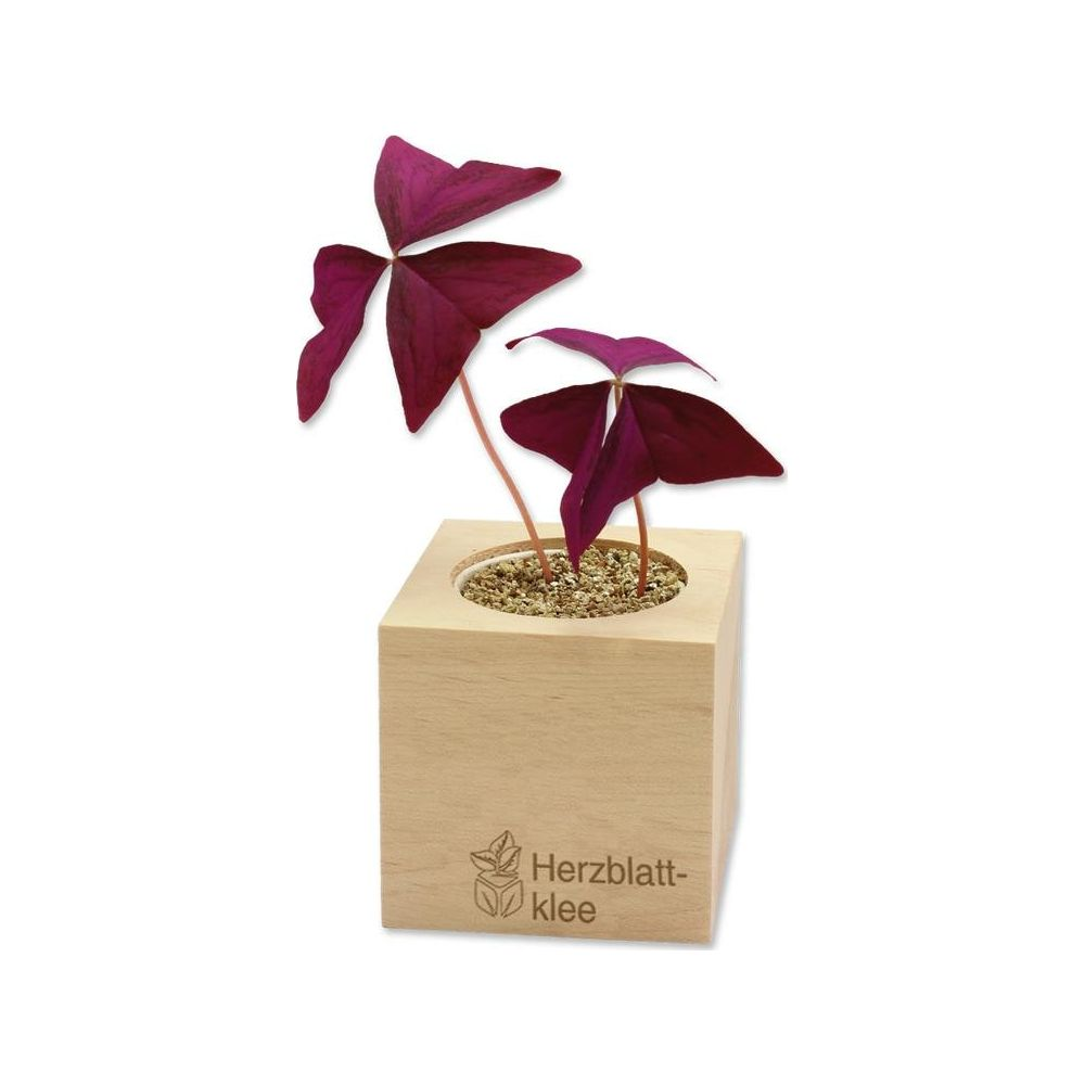 Zwei dunkelviolette Oxalis-Pflanzen in einem Holzwürfel. Die Blätter sind herzförmig.