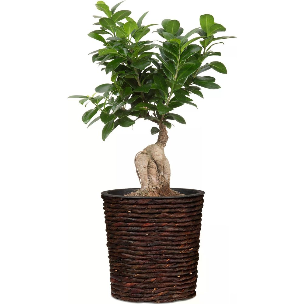 Ein Bonsai-Baum mit grünen Blättern und einem dicken, knorrigen Stamm in einem geflochtenen Topf.