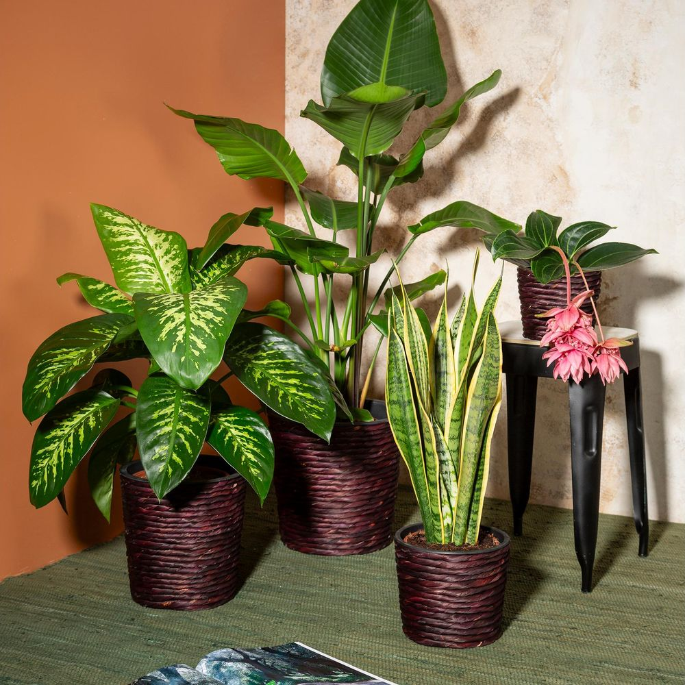Vier Topfpflanzen: Dieffenbachia, Paradiesvogelblume, Bogenhanf und Medinilla mit rosa Blüten.