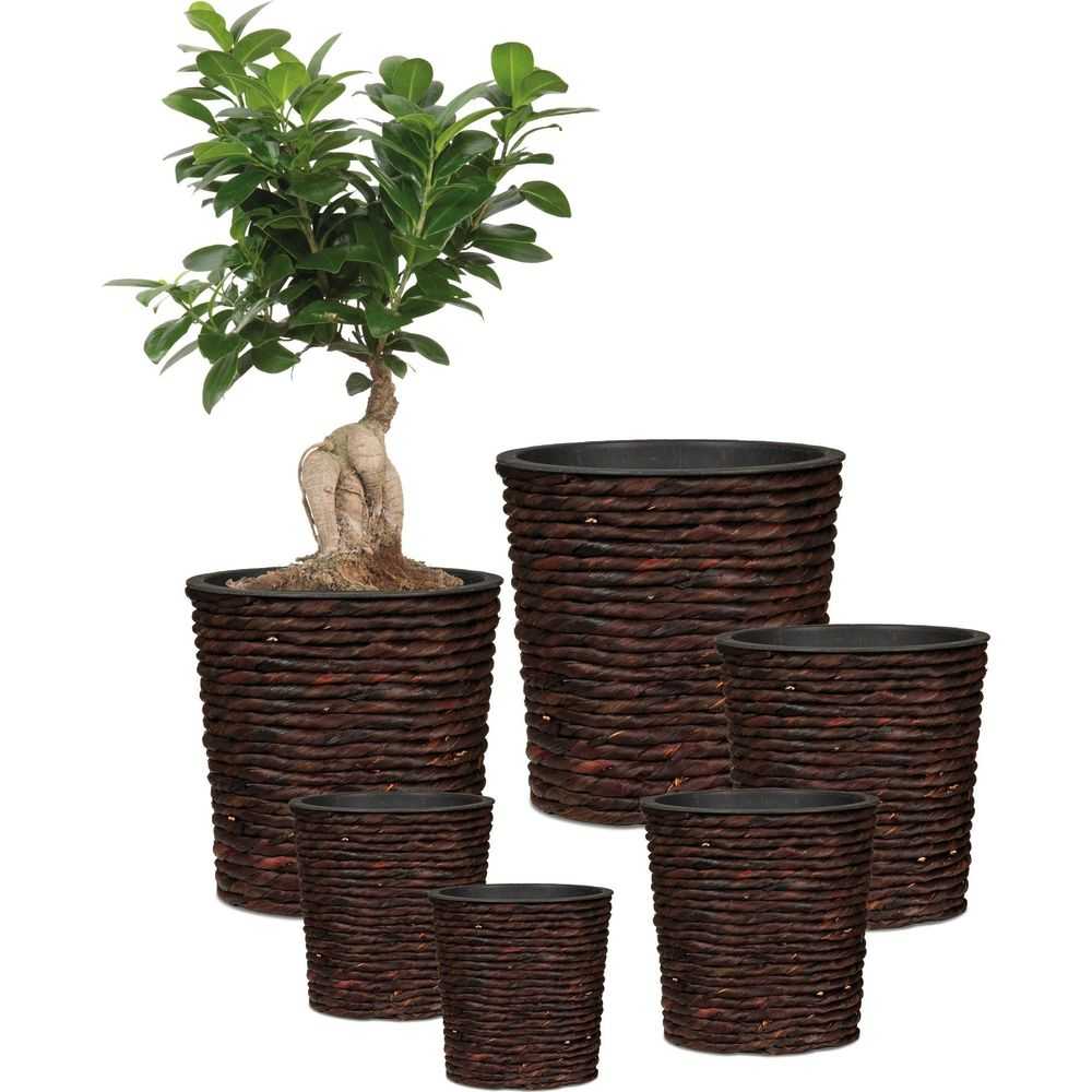 Ein Bonsai-Baum in einem Topf neben vier weiteren Korbtöpfen in verschiedenen Größen.