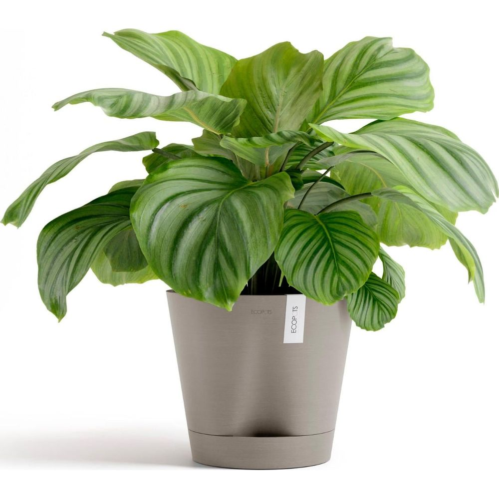 Eine grüne Calathea-Pflanze mit breiten, gemusterten Blättern in einem graubraunen Topf.