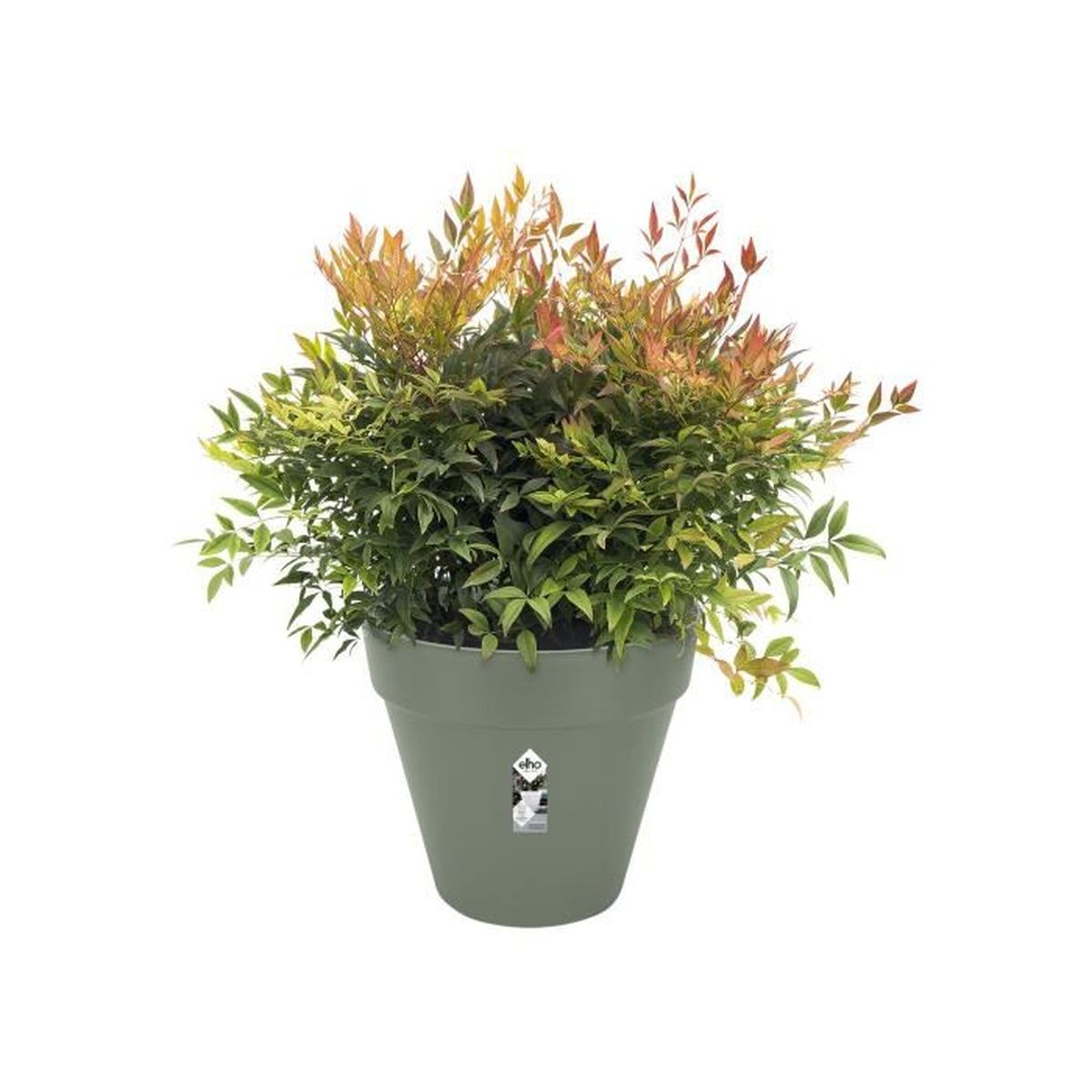 Ein grüner Topf mit einer Pflanze mit grünen und roten Blättern auf weißem Hintergrund.