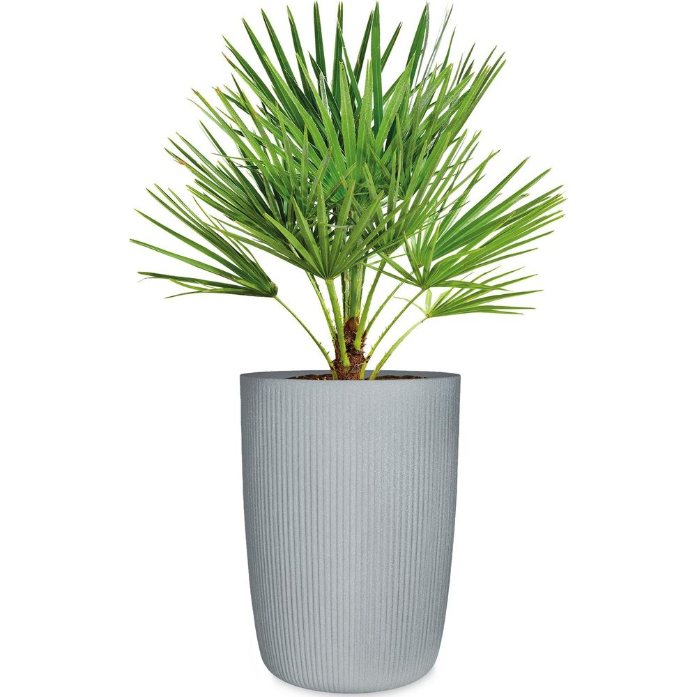 Plante de palmier verte dans un pot gris côtelé sur fond blanc.