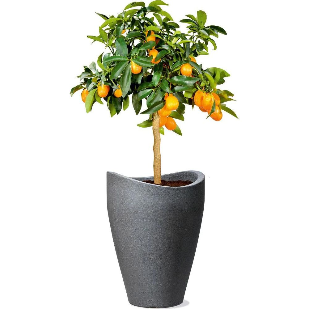 Ein kleiner Zierbaum mit grünen Blättern und orangen Früchten in einem grauen Topf.