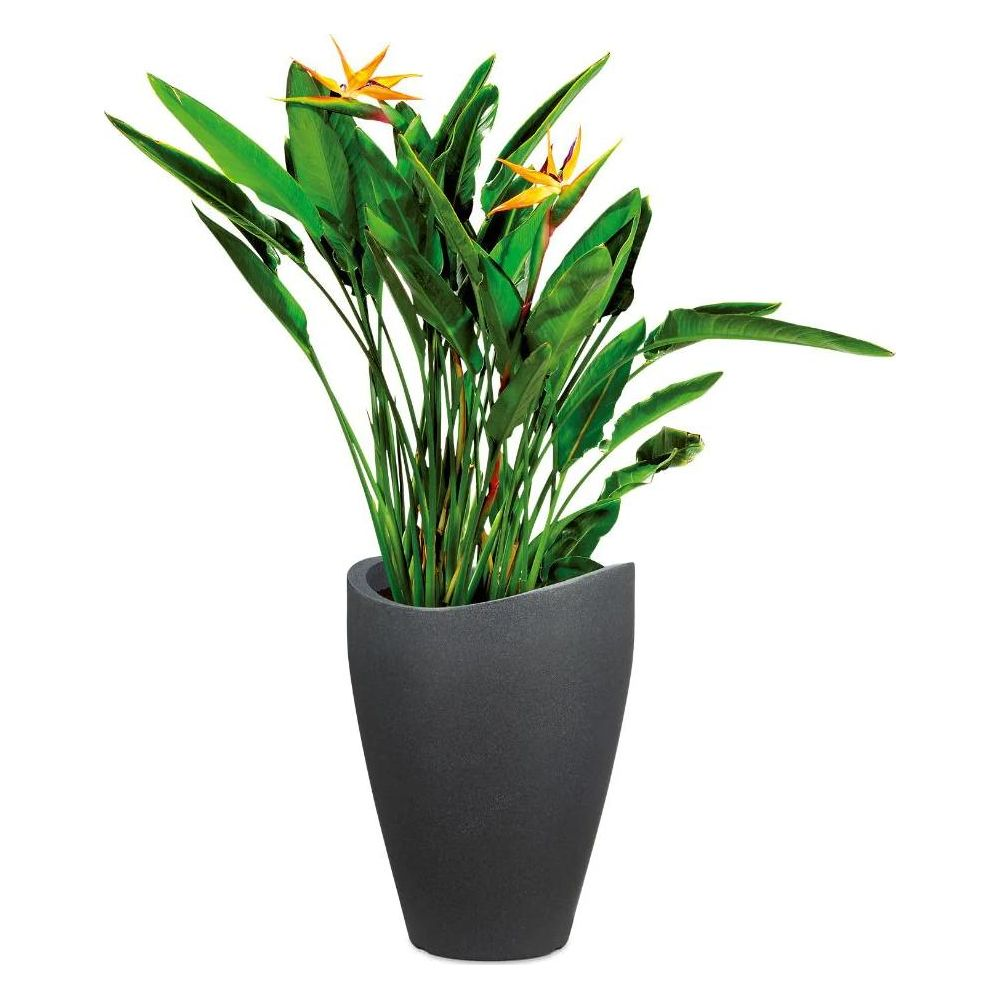 Eine Strelitzie mit orange-gelben Blüten und grünen Blättern in einem dunklen Topf.