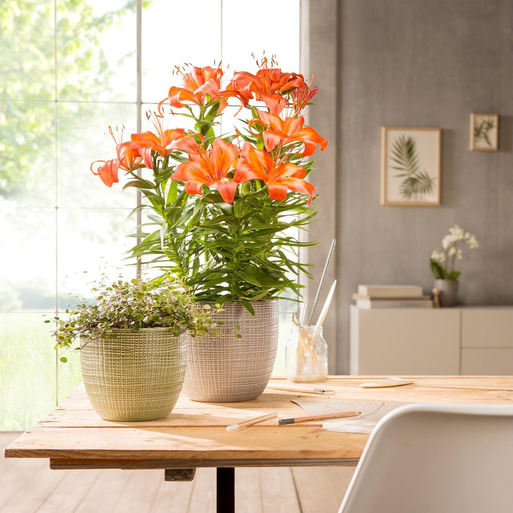 Zwei Blumentöpfe auf einem Holztisch vor einem Fenster. Orange Lilien und grüne Pflanzen.