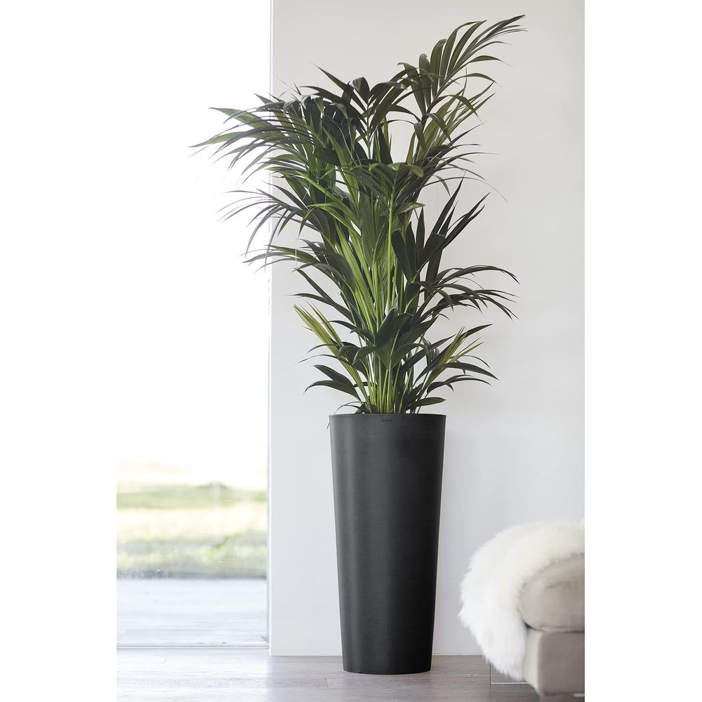 Une grande plante verte d'intérieur dans un grand pot noir se trouve près d'une fenêtre.