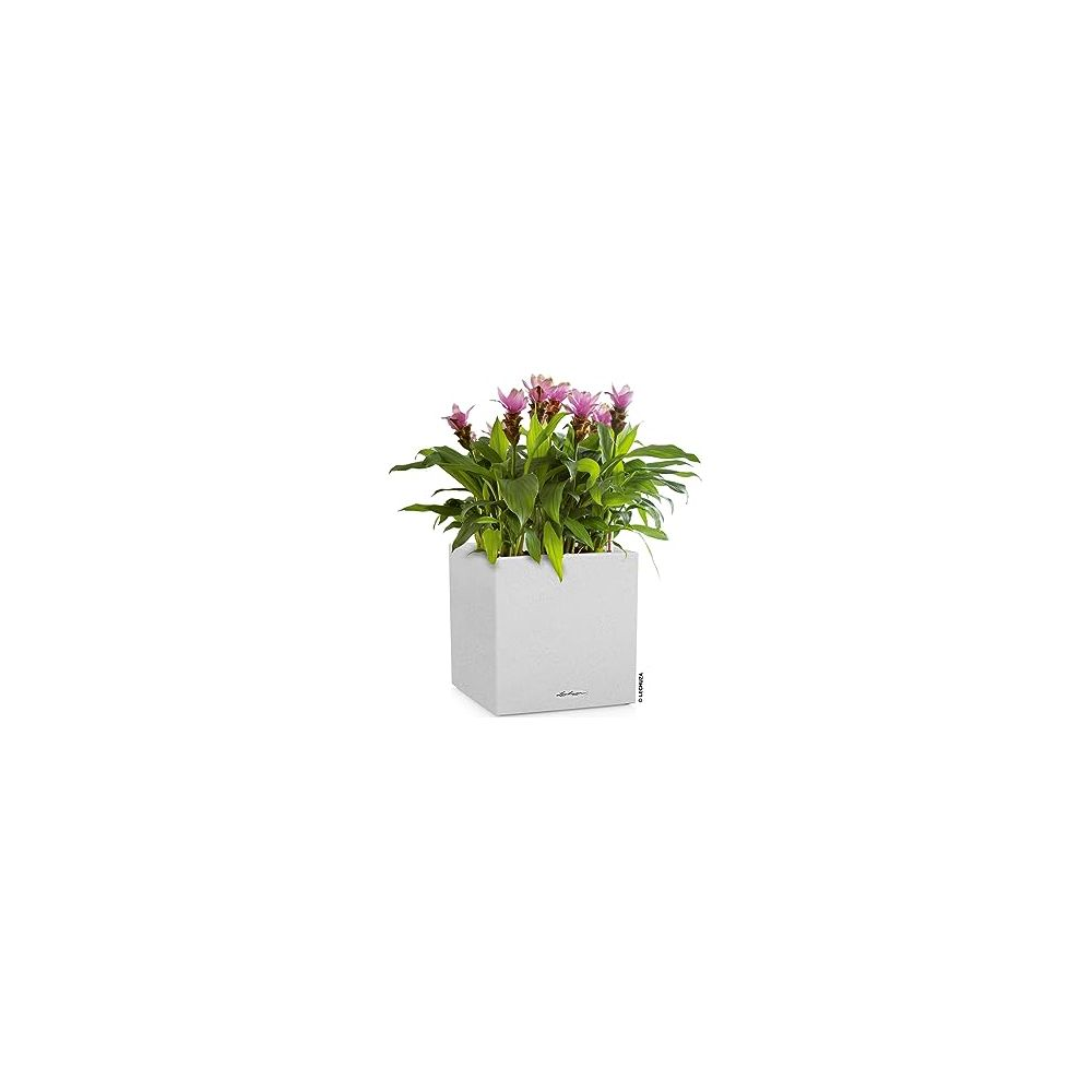 Eine weiße Pflanzschale mit rosa Blüten und grünen Blättern auf weißem Hintergrund.