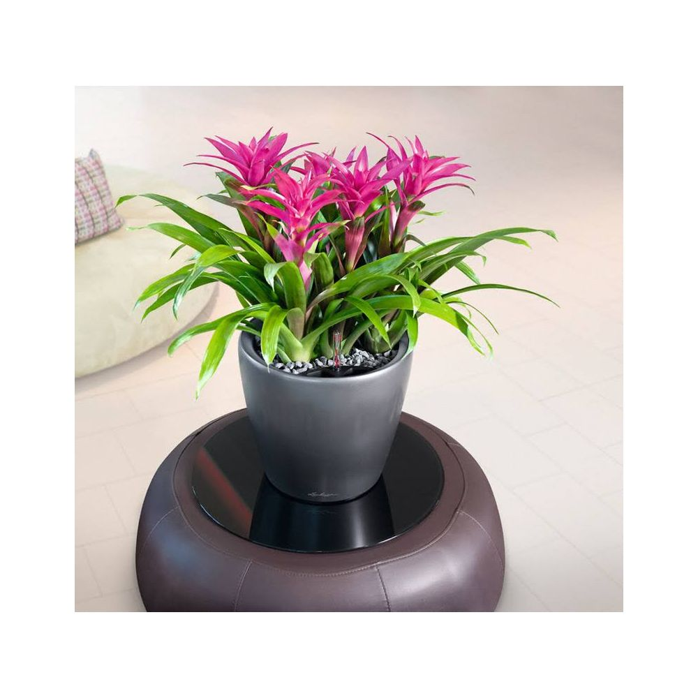 Ein Topf mit pinken Bromelienblüten und grünen Blättern steht auf einem braunen Hocker.
