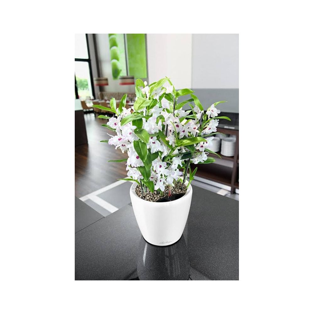 Ein weißer Topf mit blühenden Orchideen auf einem dunklen Tisch.