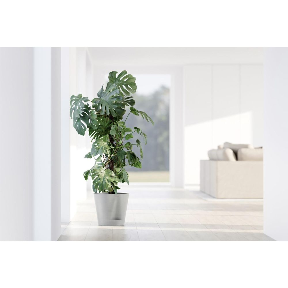 Eine große Monstera-Pflanze in einem hellgrauen Topf steht in einem hellen, modernen Flur.