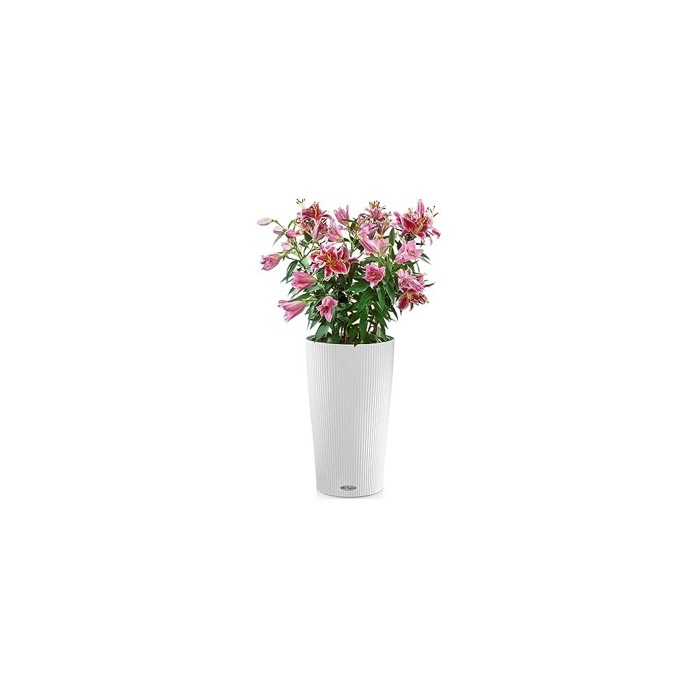 Ein weißer Topf mit rosa Lilien und grünen Blättern, isoliert auf weißem Hintergrund.