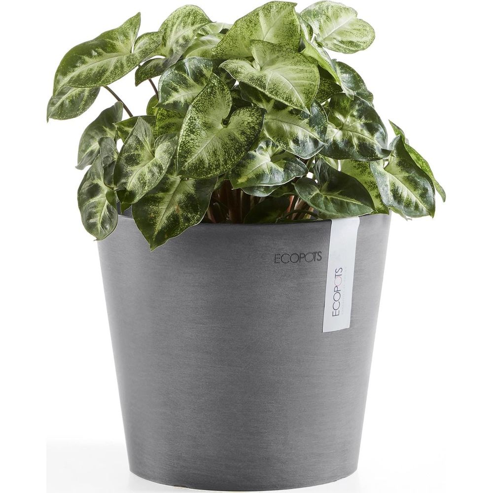 Eine grüne Blattpflanze in einem strukturierten grauen Topf mit ECOPOTS-Etikett. Weißer Hintergrund.
