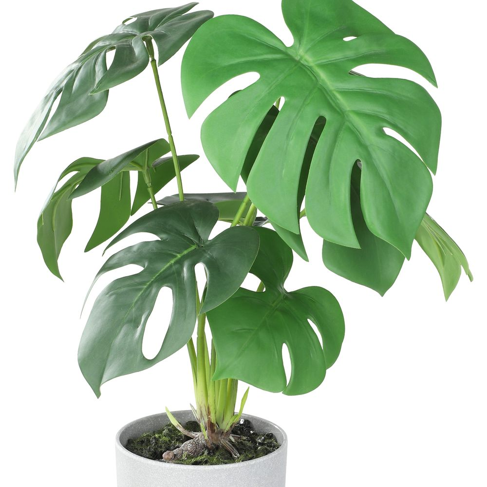Pianta verde Monstera con grandi foglie divise in un vaso grigio.