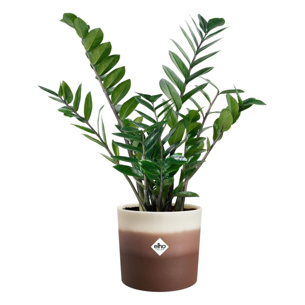 Une plante verte aux feuilles brillantes dans un pot bicolore.