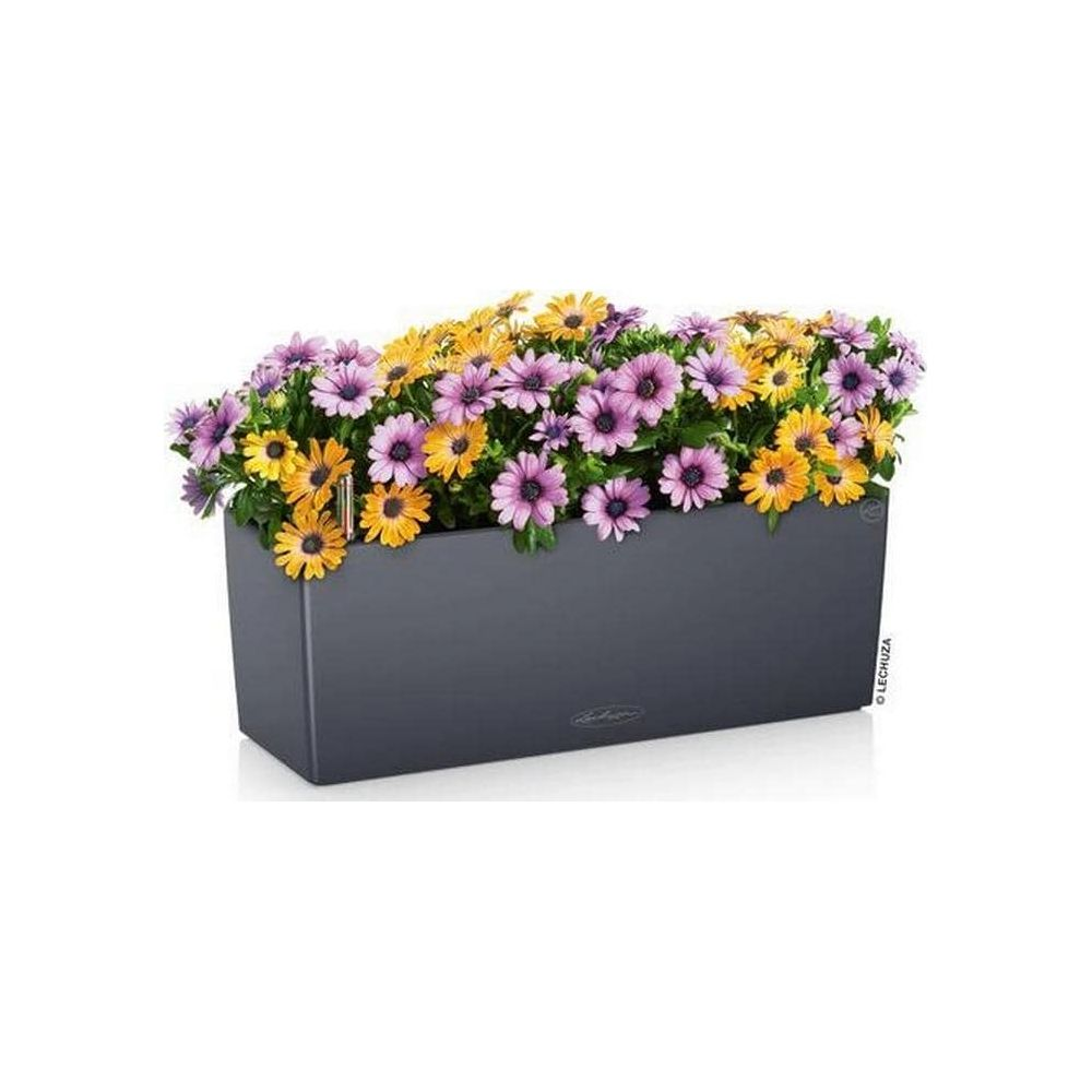 Ein dunkler rechteckiger Blumenkasten mit lila und gelben Blumen, die überlaufen.
