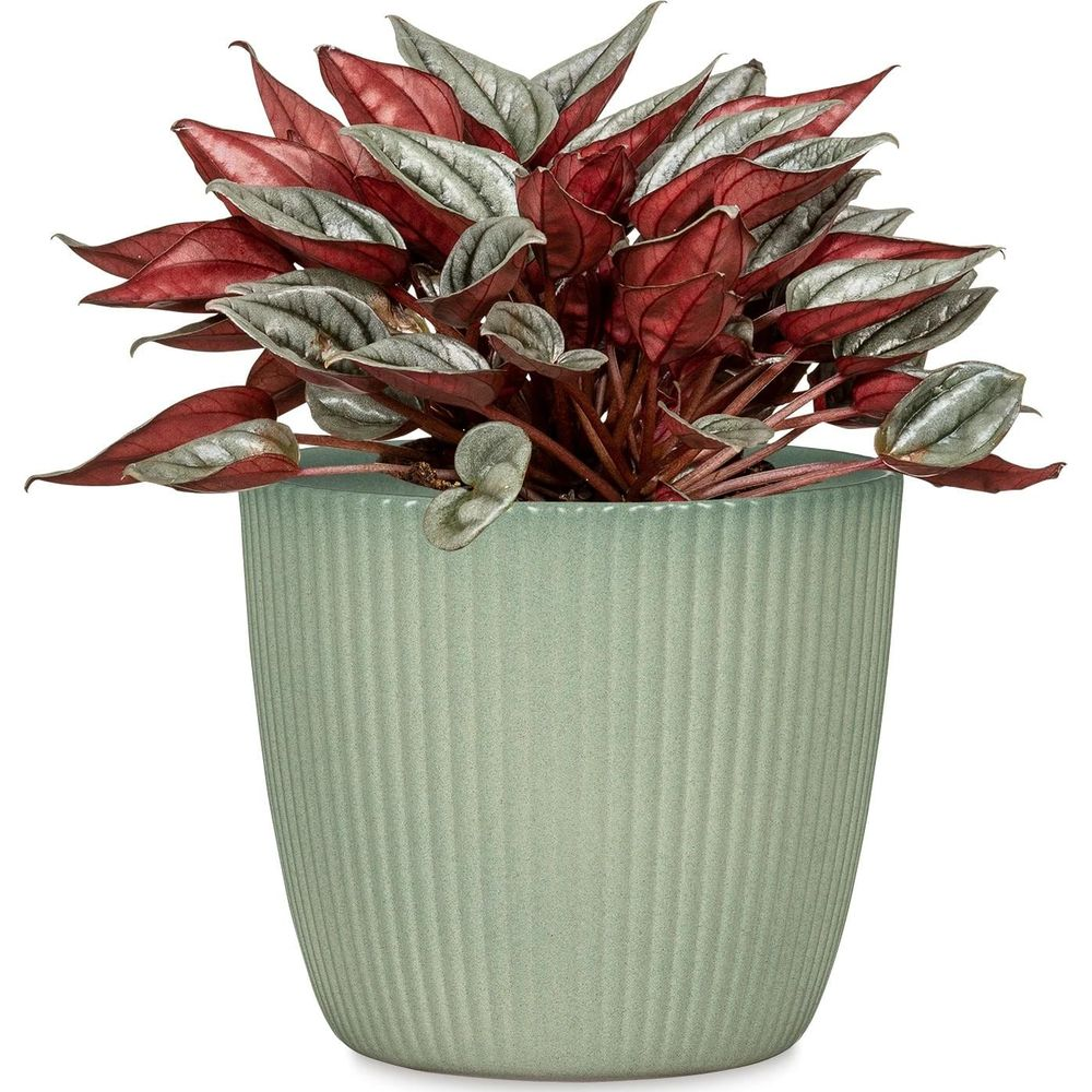 Una pianta con foglie rosse e argentate in un vaso verde.