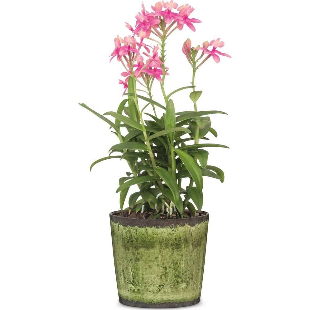 Eine Topfpflanze mit vielen kleinen rosa Blüten und grünen Blättern in einem grünen Topf.