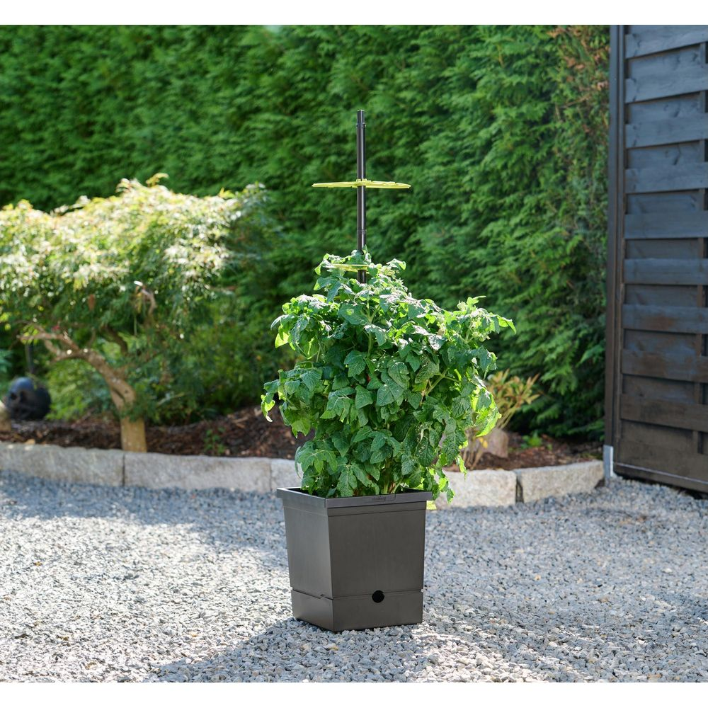 Ein grüner Tomatenpflanze mit Stützstab in einem dunklen Topf auf Kies.