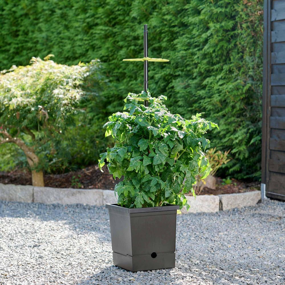 Eine große, buschige Tomatenpflanze wächst in einem dunklen, quadratischen Topf auf einem Kiesweg. Ein Stab stützt die Pflanze.