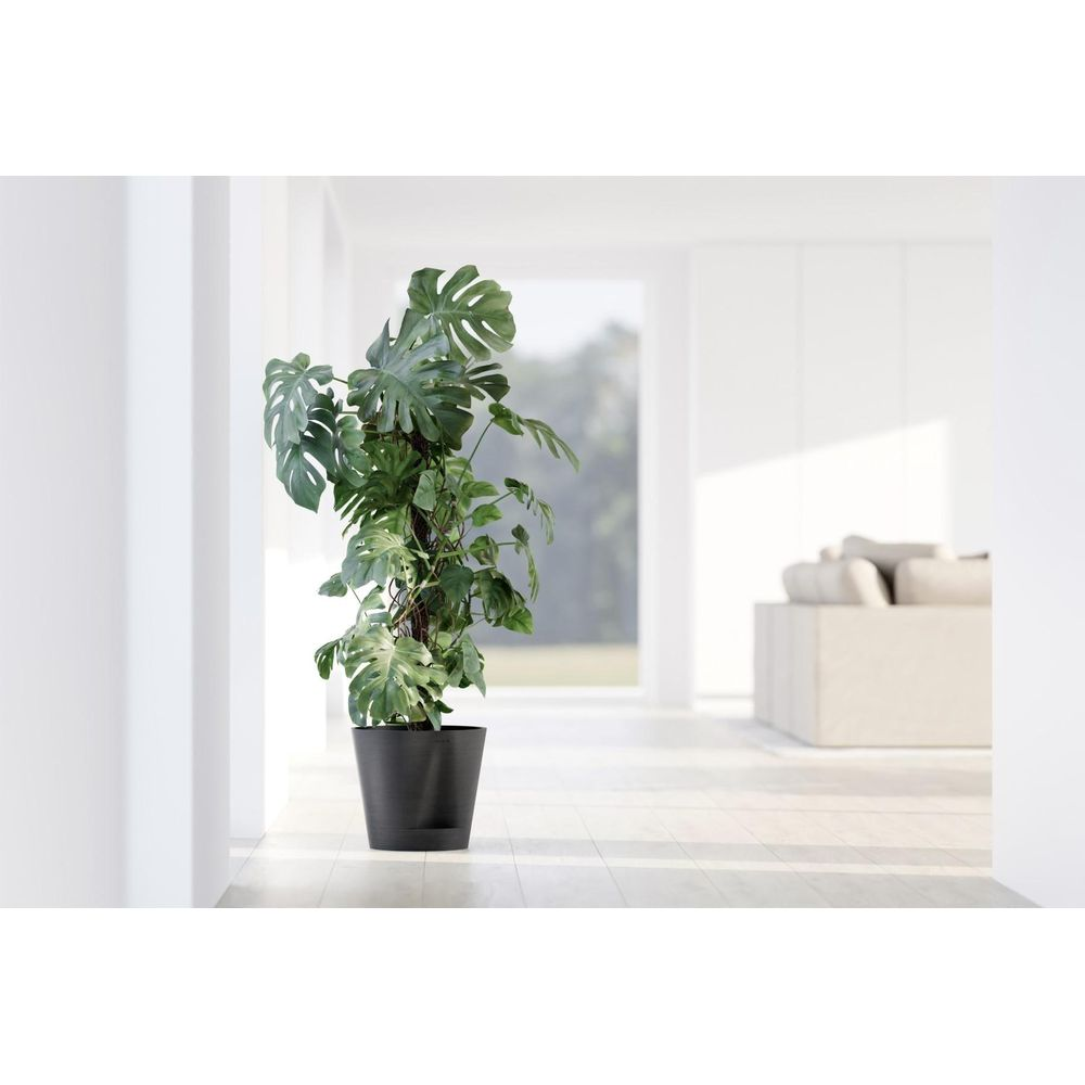 Grande pianta di monstera verde in vaso nero in una stanza luminosa.