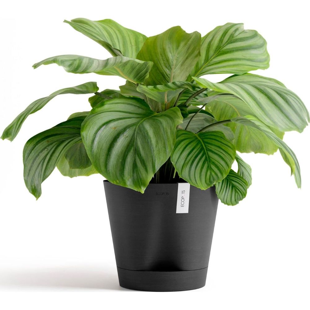 Una pianta Calathea verde con foglie larghe in un vaso nero.