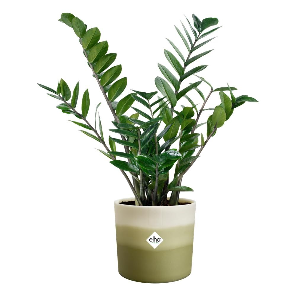 Une plante verte Zamioculcas dans un pot bicolore avec logo Elho.