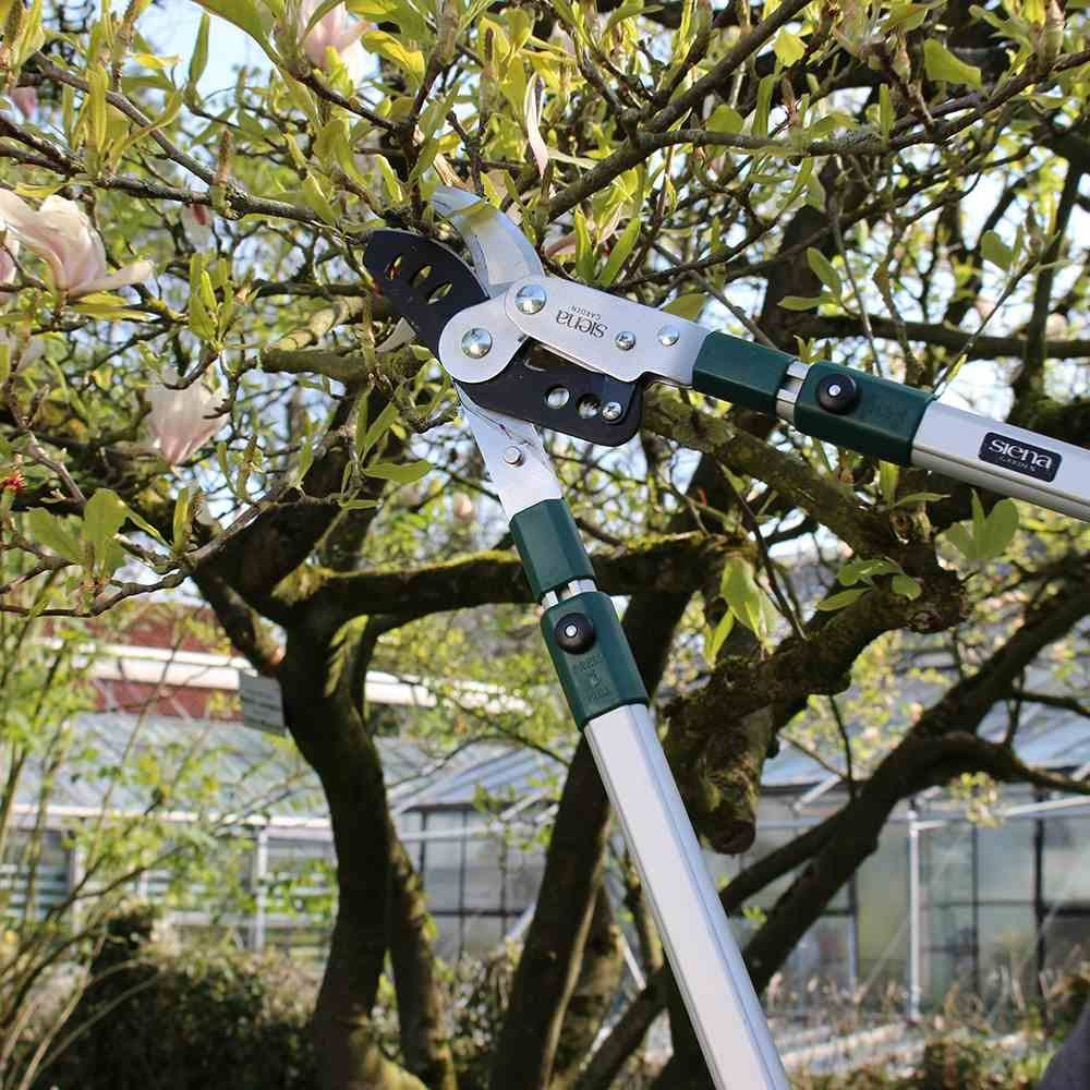 Gartenschere schneidet Ast eines Baumes mit rosa Blüten und grünen Blättern.