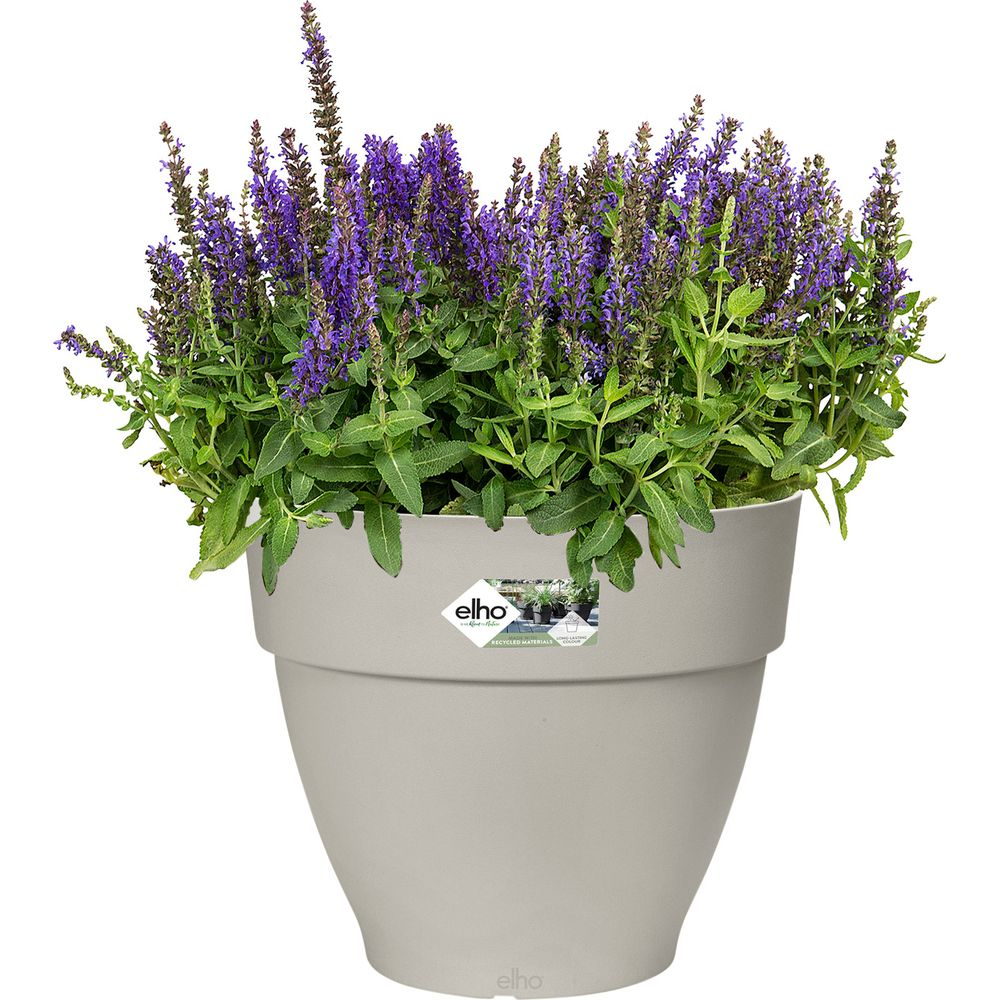 Eine hellgraue Pflanzschale mit violetten Salbeiblüten und grünen Blättern.