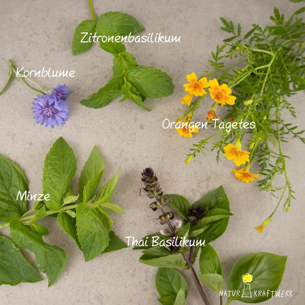 Bleuet, menthe, basilic citron, tagète orange, basilic thaï.