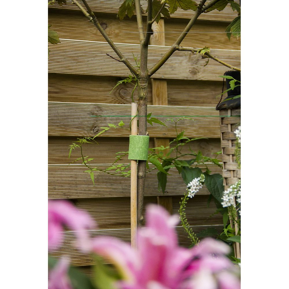 Un giovane albero è fissato a un tutore di bambù con un cuscino verde. Recinzione in legno sullo sfondo.
