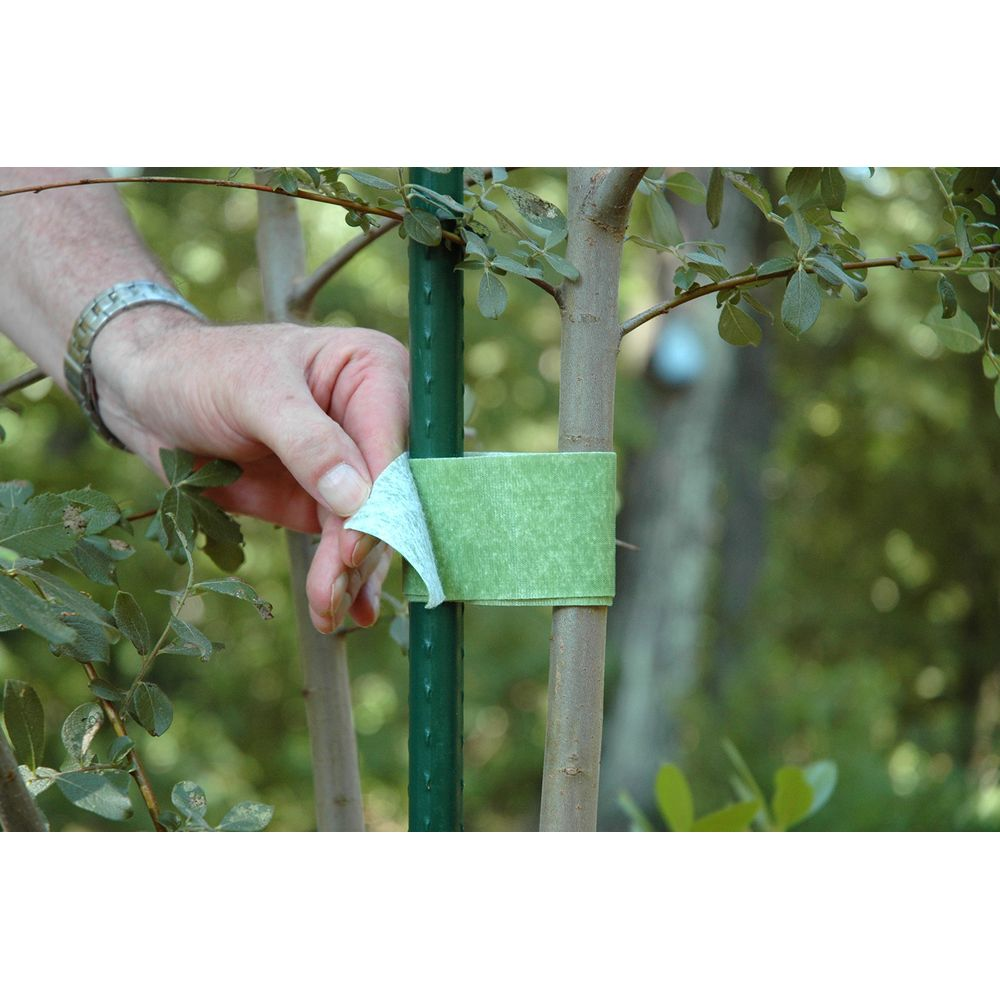 Una cinghia in velcro verde fissa un albero a un palo verde. Un uomo la tiene.