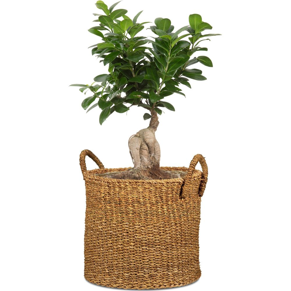 Un fico bonsai dal tronco contorto in un cesto intrecciato con manici.